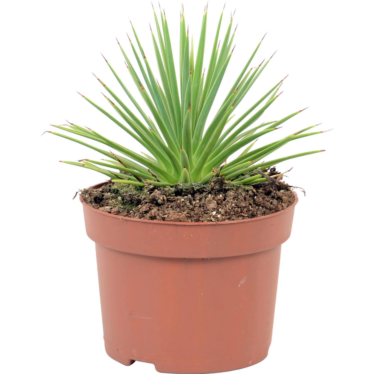 Agáve stricta Nana průměr květináče cca 10,5 cm koupit v OBI