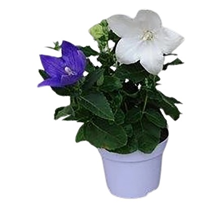 Landgard Platykodon velkokvětý (Platycodon grandiflorum) "Duo" 10-20cm, pr.12 cm