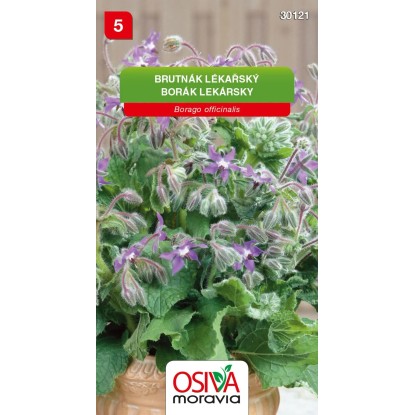 Semínka Brutnák lékařský (Borago officinalis)