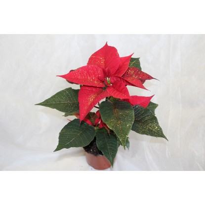 Vánoční růže glitrovaná, průměr květináče 11 cm, červená