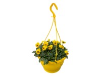 Violka rohatá (Viola cornuta) v závěs.kv., různé barvy, 25 cm, pr. kv. cca 21 cm