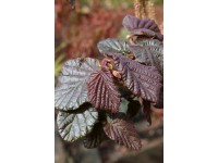 Líska obecná (corylus avellana) Annys Purple Dream Líska obecná (corylus avellana) Annys Purple Dream