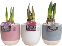 Amarylis v keramickém květináč průměr květináče cca 12 cm