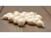 GardenSeed Premium Semínka Cibule sazečka jarní bílá / sladká Snowball, 250 g GardenSeed Premium Semínka Cibule sazečka jarní bílá / sladká Snowball, 250 g