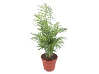 GROW by OBI Chamaedorea sličná průměr květináče cca 12 cm GROW by OBI Chamaedorea sličná průměr květináče cca 12 cm