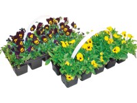 MONTANO Violka rohatá (Viola cornuta) různé barvy 10-pack