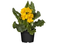 OBI Prvosenka vyšší 