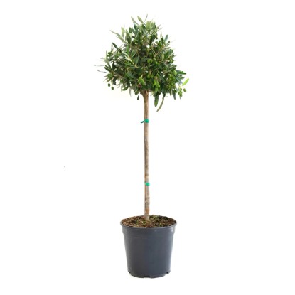 GROW by OBI Olivovník (Olea europaea) na kmínku, cca 35 cm, kv. cca 5 l