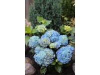 Hortenzie kalinolistá (hydrangea macrophylla) Blues Blue