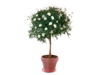 Grow by OBI Velkokvětá zahradní kopretina bílá pr. květináče 18 cm Leucanthemum