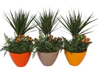 Podzimní aranžmá kolopejky v keramické nádobě, průměr květináče cca 18 cm