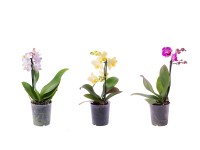 Orchidej motýlokvětá (Phalaenopsis) 1 výhonek 35-55 cm mix barev pr. 9 cm