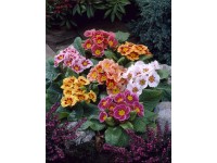 Prvosenka bezlodyžná Jupiter průměr květináče cca 10,5 cm