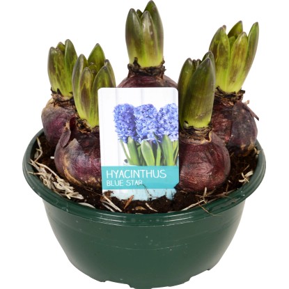 Hyacint "Diamond Collection" modrý průměr květináče cca 16 cm