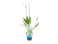 OBI Žabník jitrocelový průměr květináče cca 9 cm Alisma plantago-aquatica OBI Žabník jitrocelový průměr květináče cca 9 cm Alisma plantago-aquatica