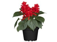 Landgard Šalvěj zářivá (Salvia splendens) pr. 9 cm