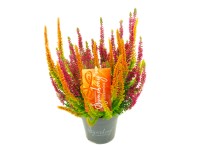 Q-Flower Vřes obecný (Calluna vulgaris) 