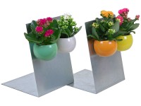 Kolopejka v magnetickém květináči průměr květináče cca 6 cm