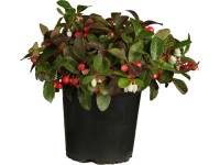Libavka průměr květináče cca 13 cm Gaultheria