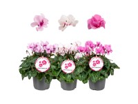 Landgard Brambořík perský (Cyclamen persicum) 