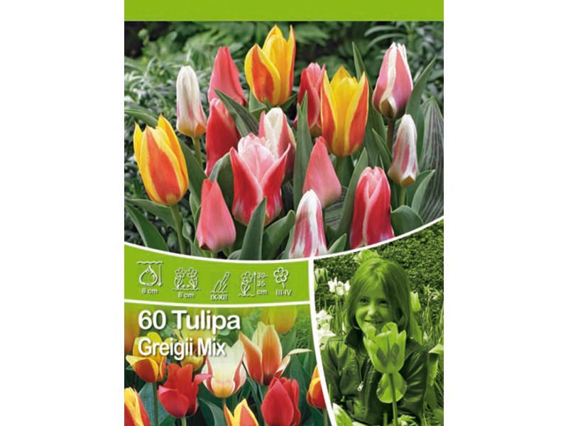 Tulipány Greigii velké balení koupit v OBI
