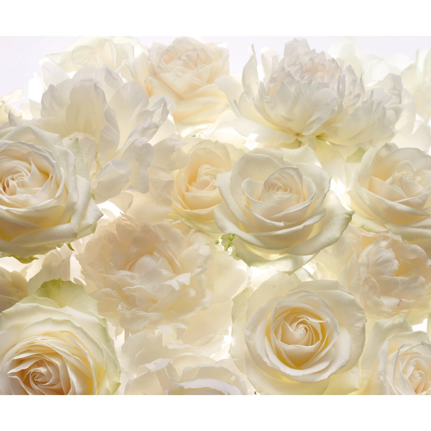 Komar Vliesová fototapeta Shalimar 300 x 250 cm