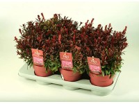 GROW by OBI Svíčkovec lindheimerův (Gaura lindheimeri) 