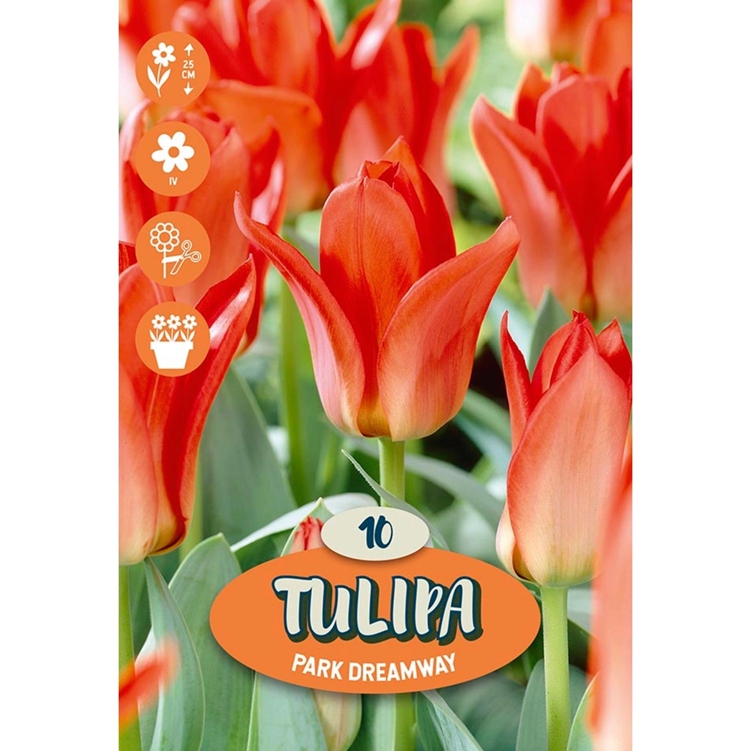 Tulipány "Oriental Beauty" červené