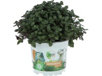 GROW by OBI Kalísie (Callisia repens), výška cca 15 cm, pr. 12 cm