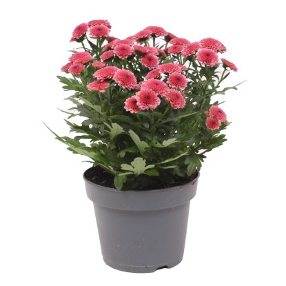 Listopadka (Chrysanthemum indicum) "Jellyfish", lososová, 25 cm, pr. kv. 12 cm