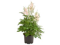 GROW by OBI Astilba čínská (Astilbe chinensis) výška cca 45 cm