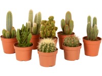 Kaktus různé odrůdy výška cca 35 cm průměr květináče cca 17 cm Cactus canarias