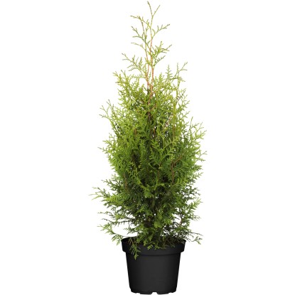 OBI Zerav západní "Brabant" výška cca 30 - 40 cm květináč cca 2 l