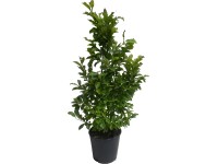 OBI Šácholan liliokvětý 