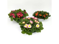 Prvosenka (Primula) v zinkovém květináči, pr. kv. cca 29 cm