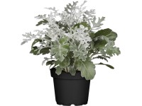 Starček průměr květináče cca 11 cm Senecio cineraria