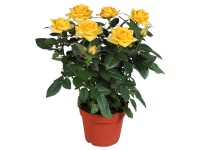 GROW by OBI Růže žlutá průměr květináče cca 13 cm