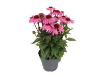 MONTANO Třapatka nachová (Echinacea purpurea) pr. cca 17 cm