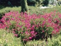 Irský vřes Irish Princess růžová