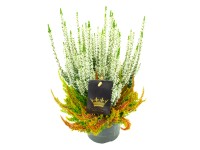 Q-Flower Vřes obecný (Calluna vulgaris) 