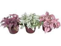 Podrostovka různé druhy pr. květináče cca 85 cm Podrostovka různé druhy pr. květináče cca 85 cm