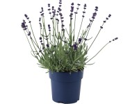 GROW by OBI Levandule lékařská (Lavandula angustifolia) 