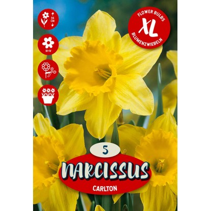 Květinová cibulka narcisu (Narcissus Large Crowned Carlton)