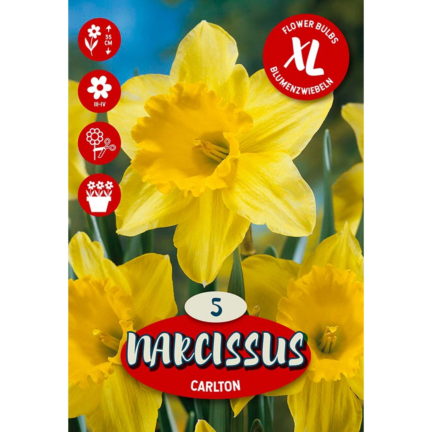 Květinová cibulka narcisu (Narcissus Large Crowned Carlton)