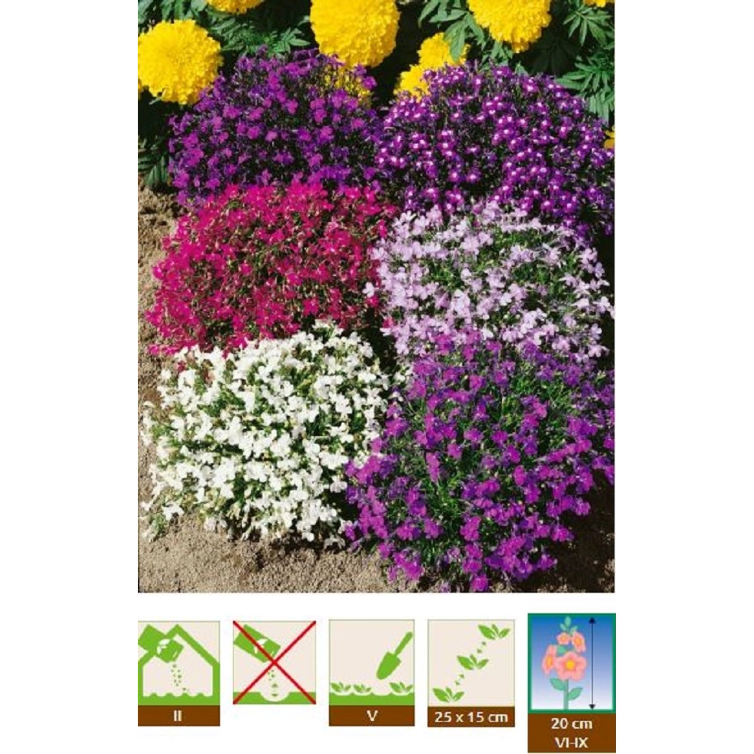 GardenSeed Premium Semínka Lobelka převislá směs barev 0,1 g