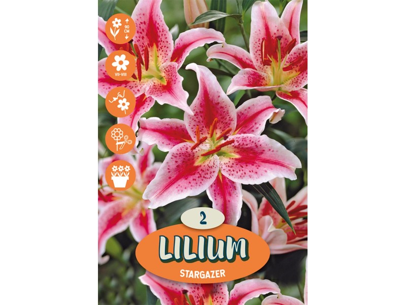 Lilie Stargazer