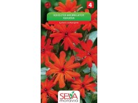 Semienka Kohoutek Arkwrightův