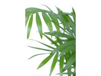 Palma horská výška cca 12-18 cm průměr květináče cca 6 cm Chamaedorea elegans Palma horská výška cca 12-18 cm průměr květináče cca 6 cm Chamaedorea elegans