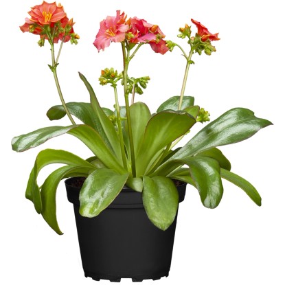 Levízie Regenbogen vícebarevná