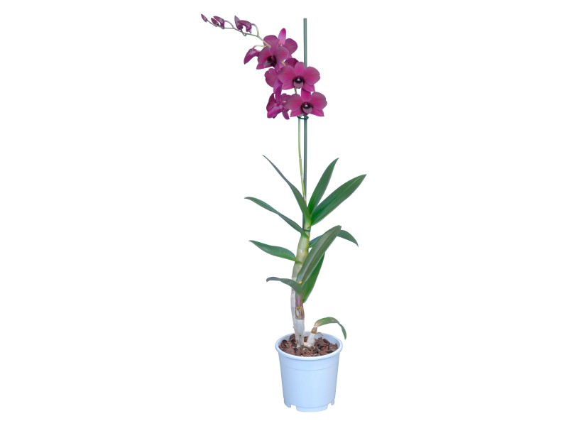 Orchidej Sa Nook